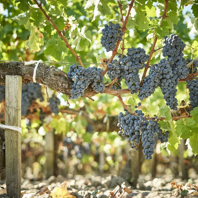 Château Prieuré Lichine - Grappes