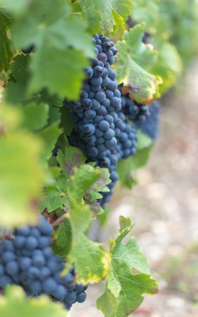Vignes De Lamarque