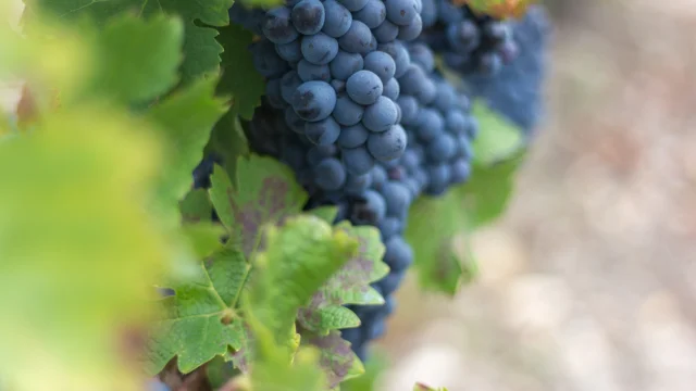 Vignes De Lamarque