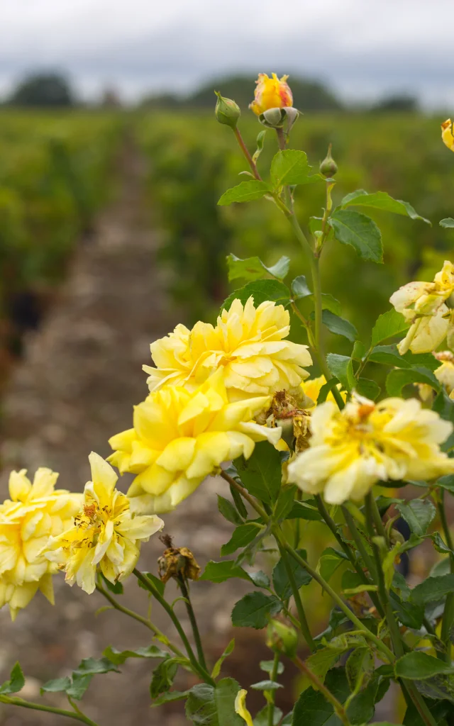 Vignes à Cussac Fort Medoc