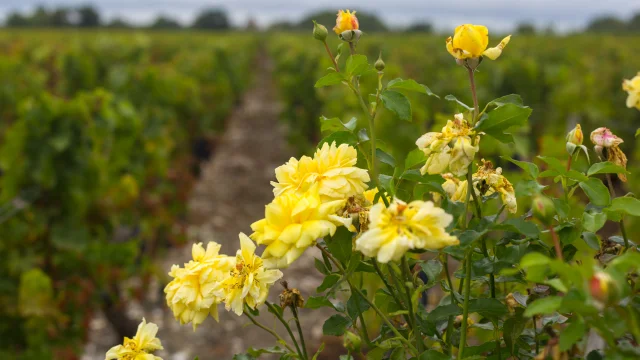 Vignes à Cussac Fort Medoc