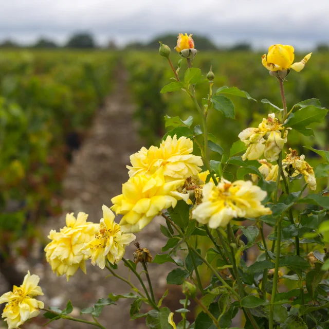 Vignes à Cussac Fort Medoc