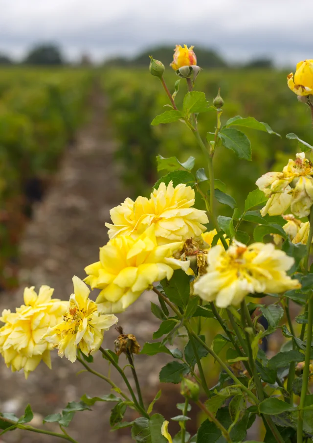 Vignes à Cussac Fort Medoc