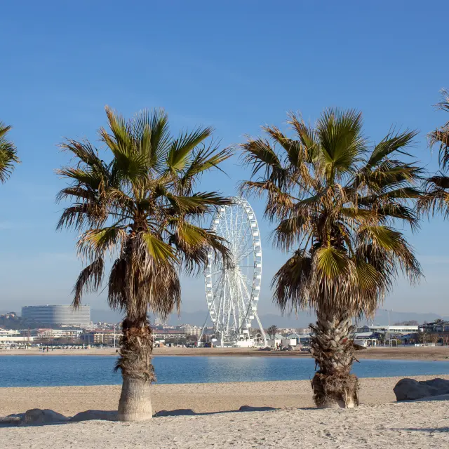 Palma Noria Gigante Escale Borelycdomtcm 1