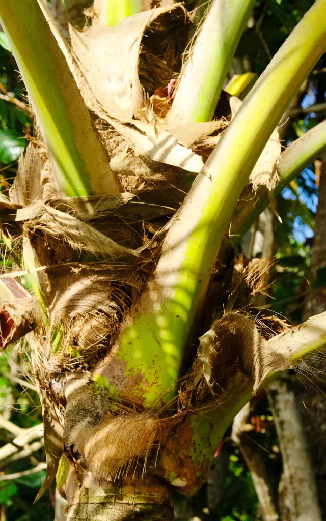 Cocotier Tropical Martinique