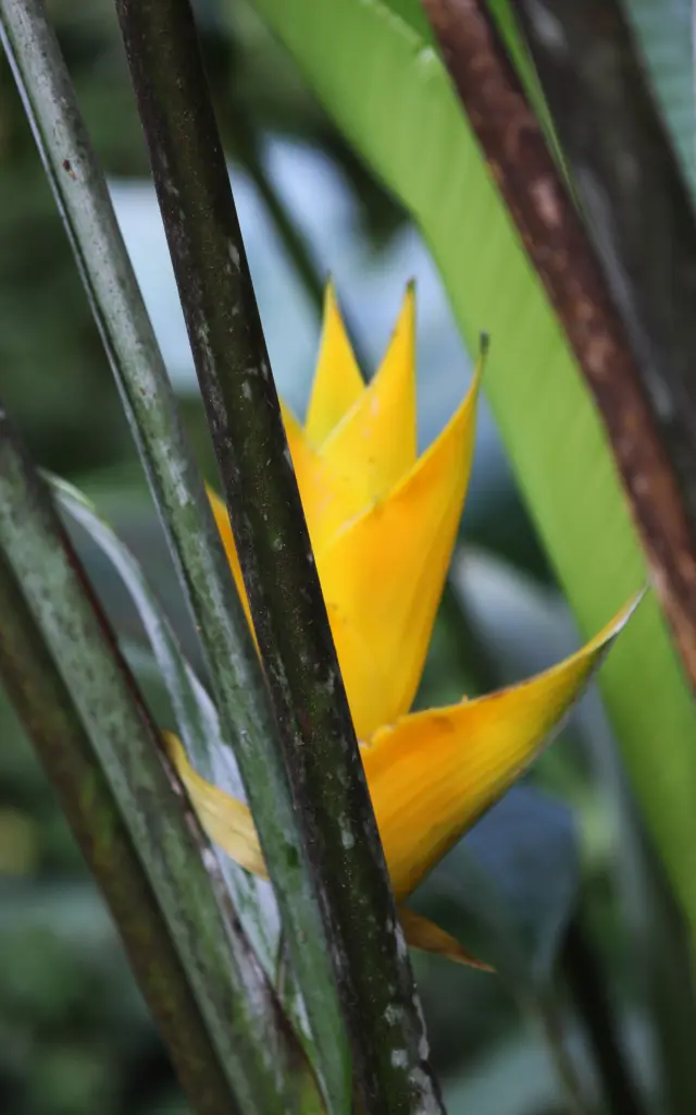 Balisier jaune Forêt Végétation Martinique