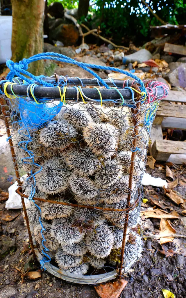 Oursins Pêche Petite-Anse-d'Arlet Martinique