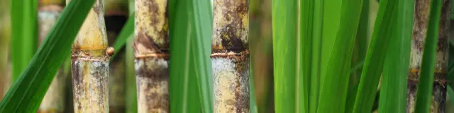 Sugar cane Martinique