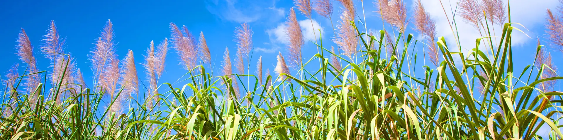 Plantation of Flowering Cane Martinique