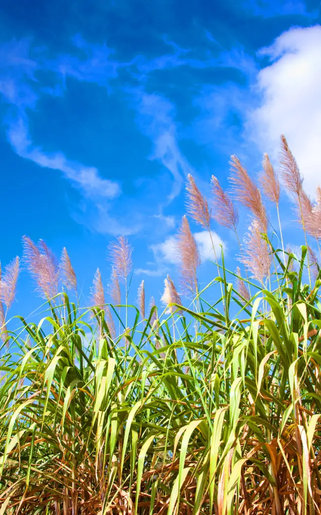 Plantation of Flowering Cane Martinique