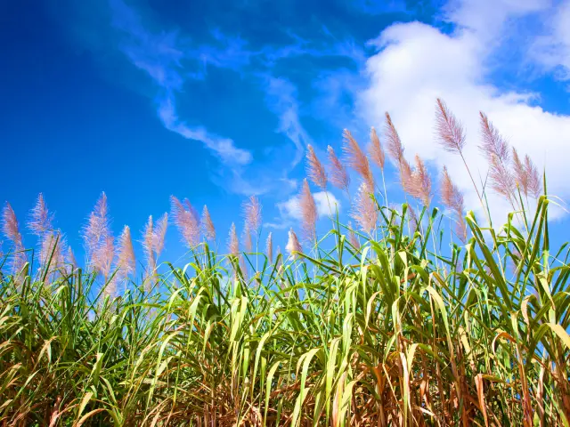 Plantation of Flowering Cane Martinique