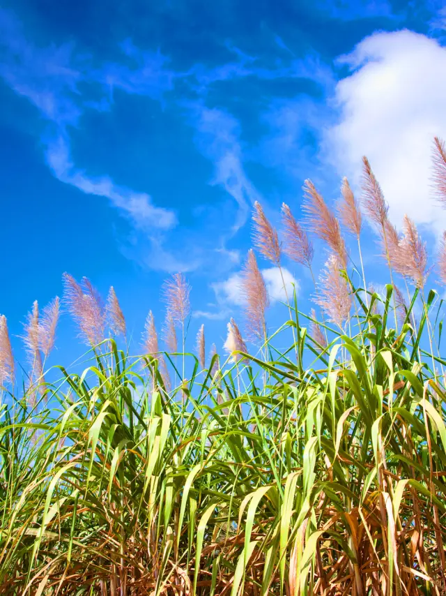 Plantation de Canne à Fleur de Canne Martinique