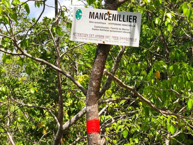 Mancenillier Danger Arbre Trinité Martinique