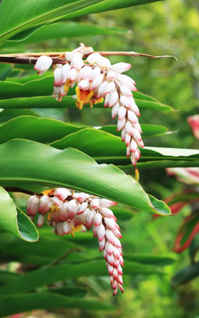 Atoumo Jardin créole Vauclin Martinique