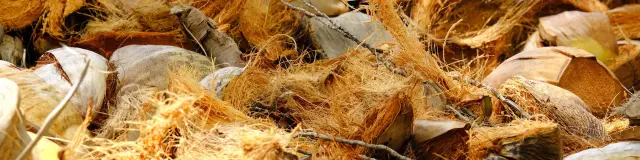 Coconut bark Vauclin Martinique