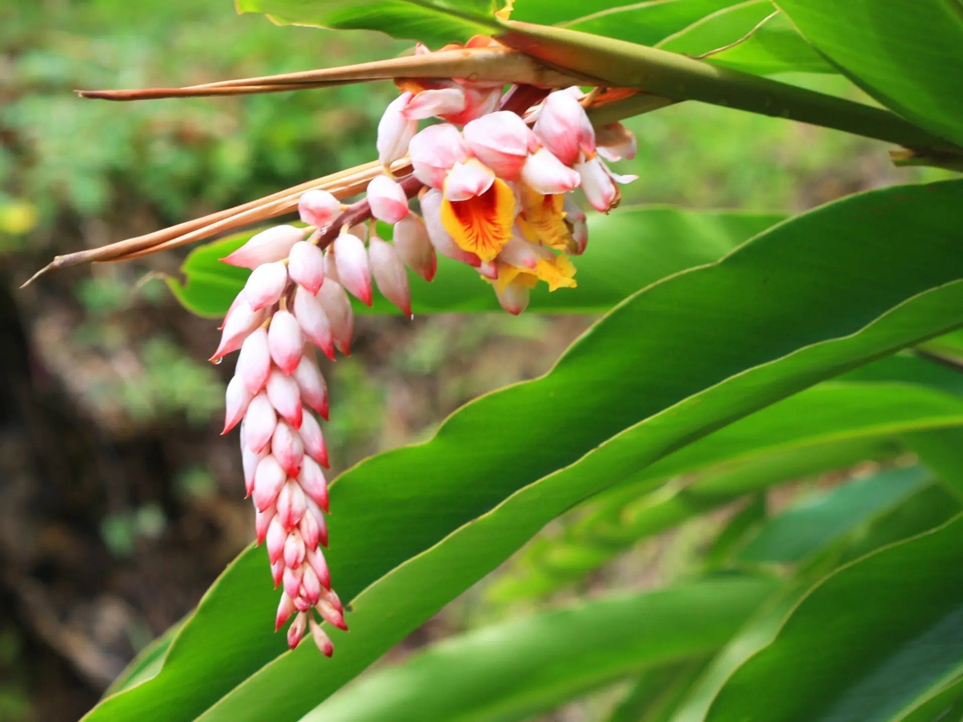 Fleur d'atoumo Jardin créole Vauclin Martinique