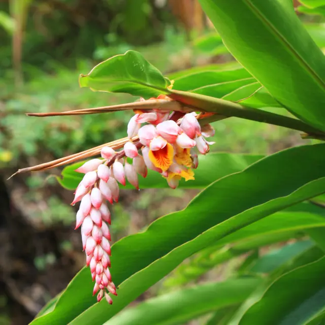 Fleur d'atoumo Jardin créole Vauclin Martinique