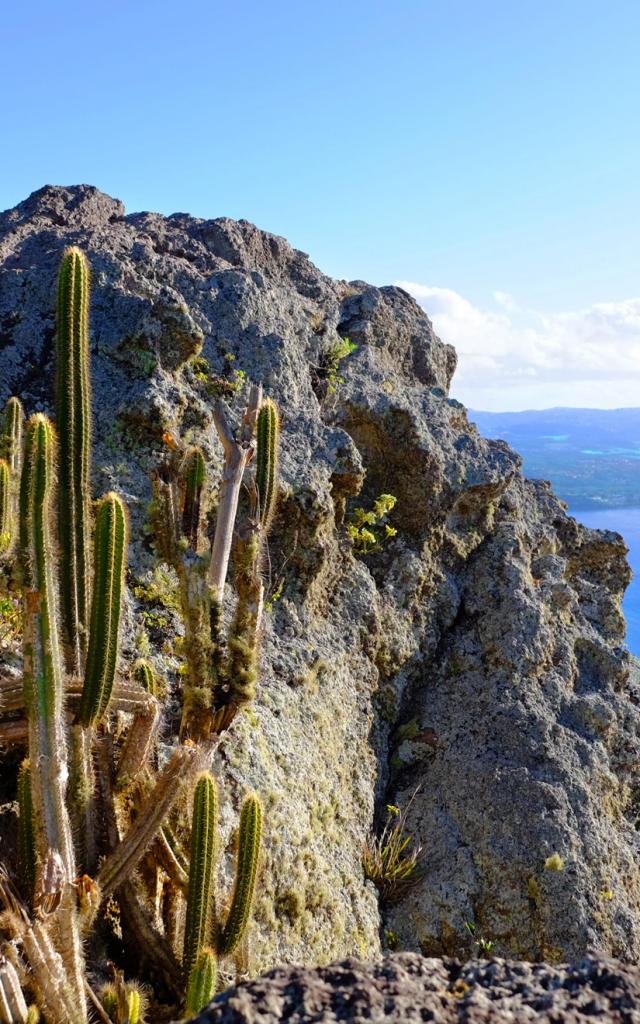Morne Larcher Randonnée Cactus Diamant Martinique