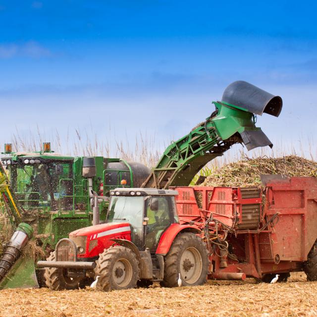 Canne à sucre Récolte Tracteur Champ Martinique