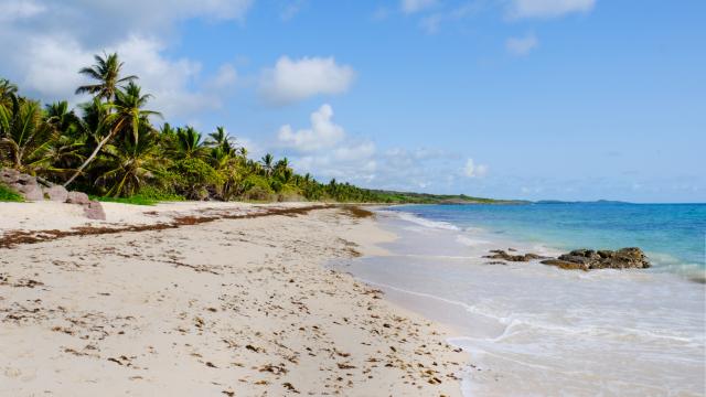 Plage de l'Anse Grosse Roche Traces des caps Vauclin Martinique