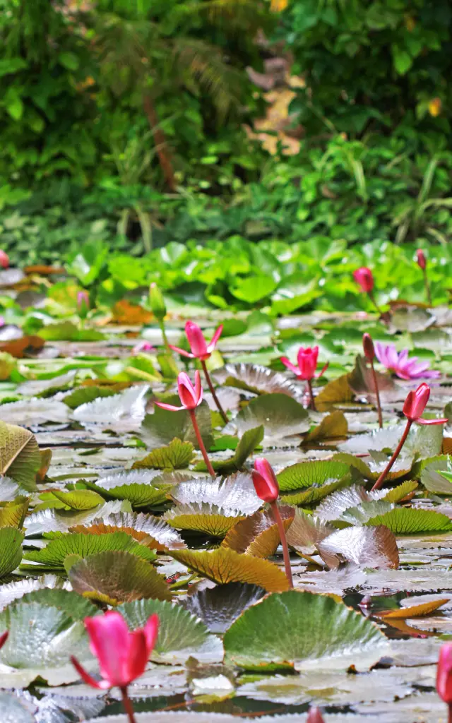 Nenuphar Ba Quatique Bassin Carbet Martinique