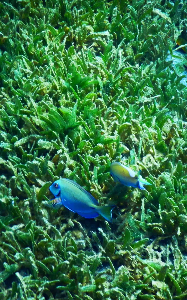 Poisson Chirurgien bleu Plongée Fond marin Antilles Martinique