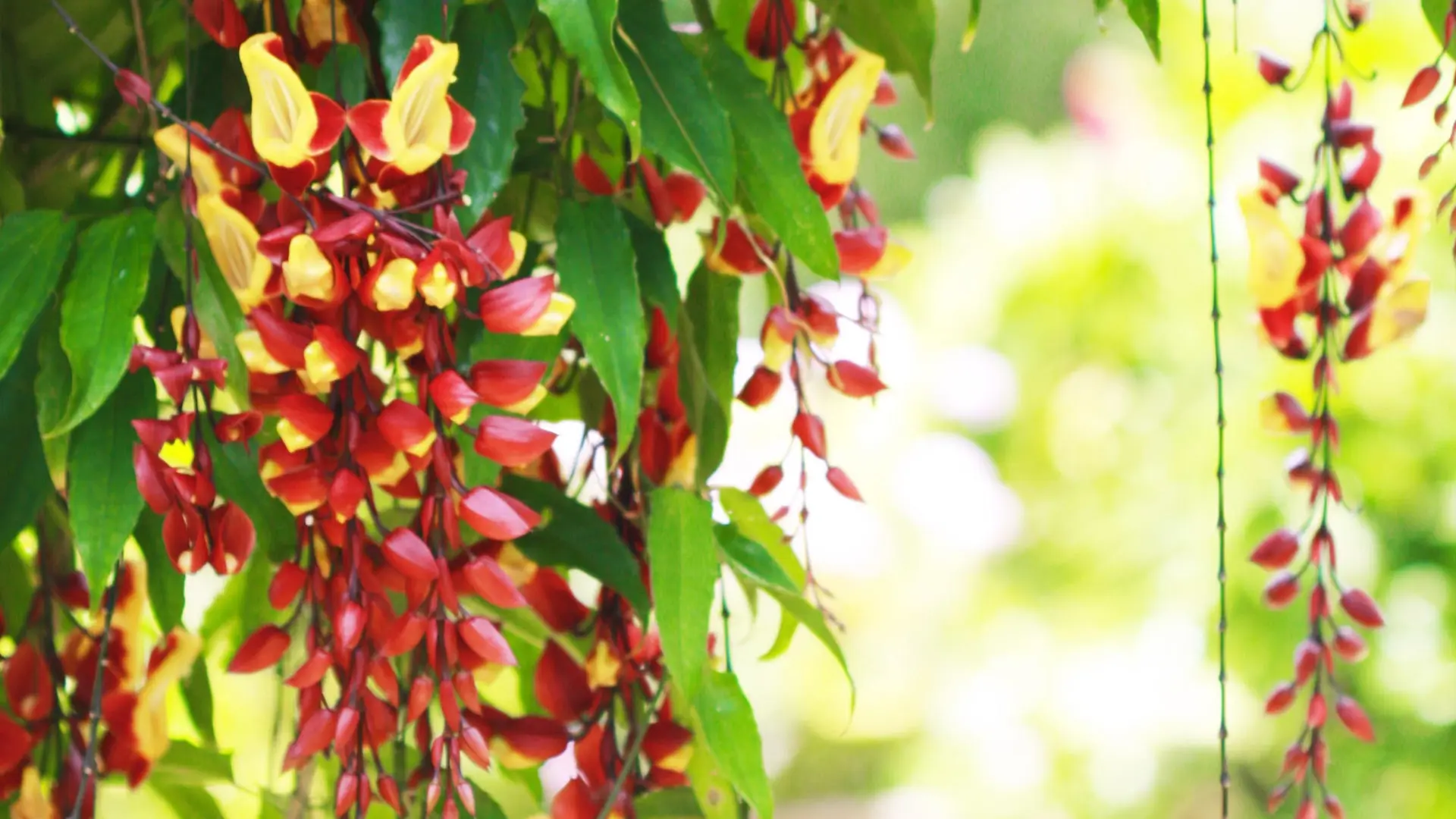 Fleur pendante de Mysore Jardin tropical Martinique