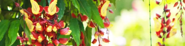 Fleur pendante de Mysore Jardin tropical Martinique