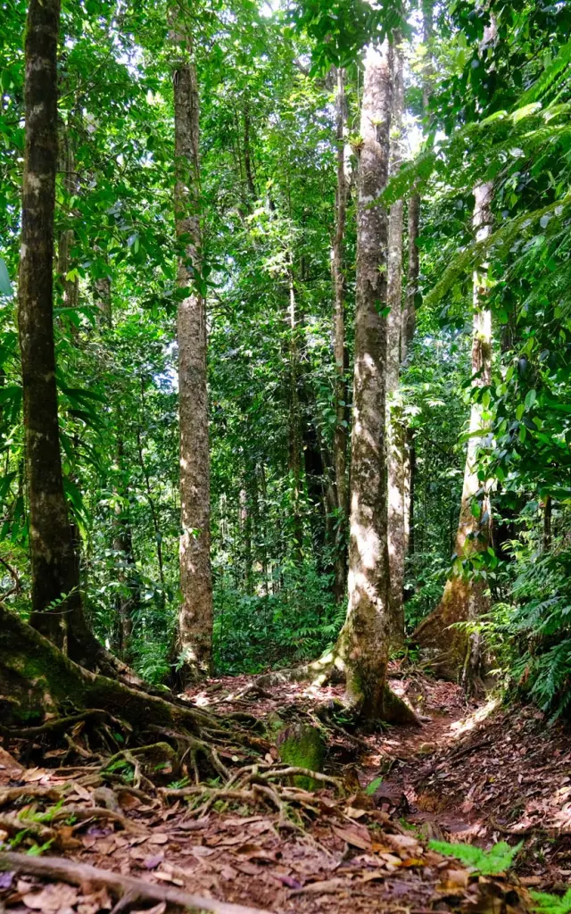 Tropical forest Hiking Trace des Jésuites Morne-Rouge Martinique