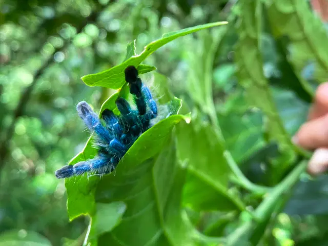 Mygale Matoutou cliff hiking Morne-Vert Martinique