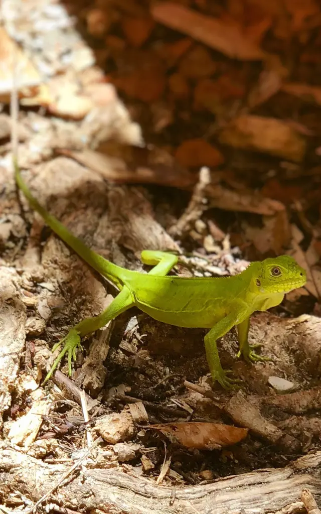 Iguana Îlet Chancel Robert Martinique