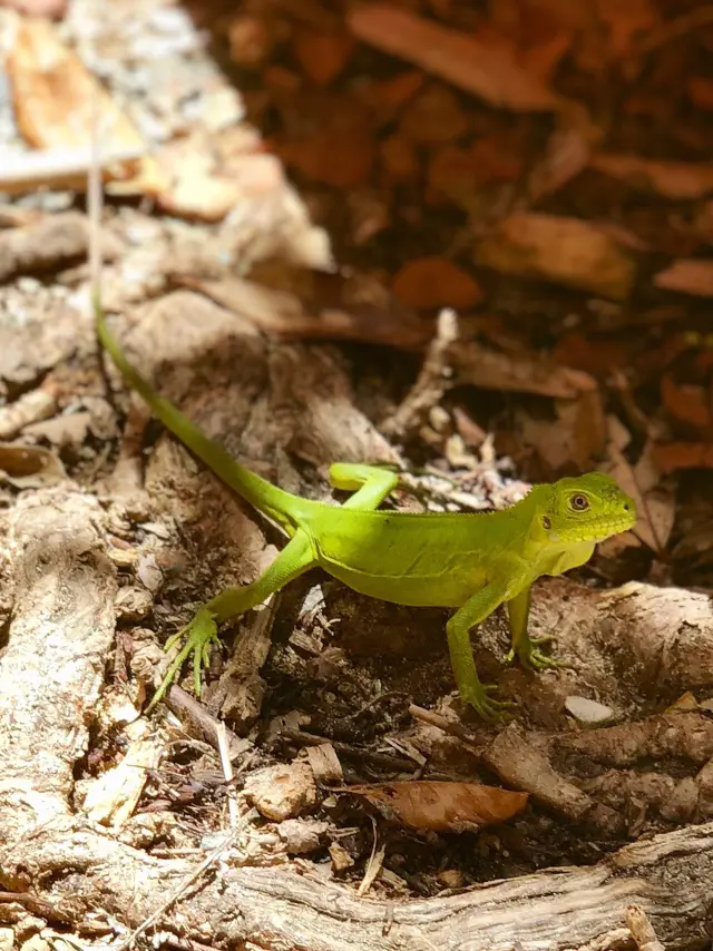 Iguana Îlet Chancel Robert Martinique