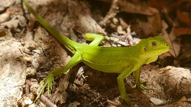 Iguane Îlet Chancel Robert Martinique