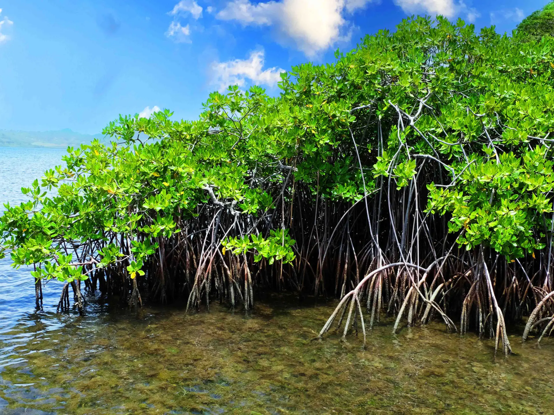 Palétuvier Mangrove Robert Martinique