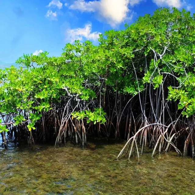 Palétuvier Mangrove Robert Martinique