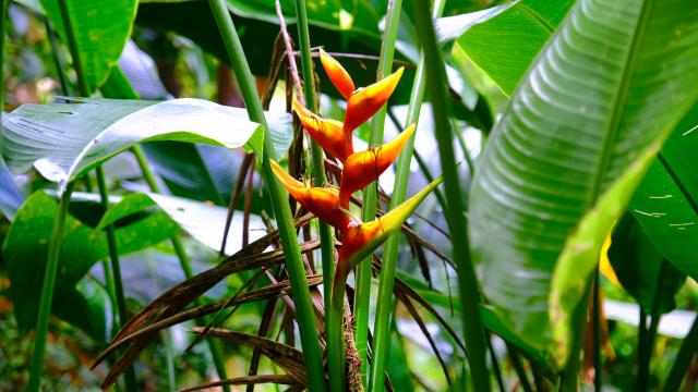 Heliconia Randonnée Trace des Jésuites Morne-Rouge Martinique