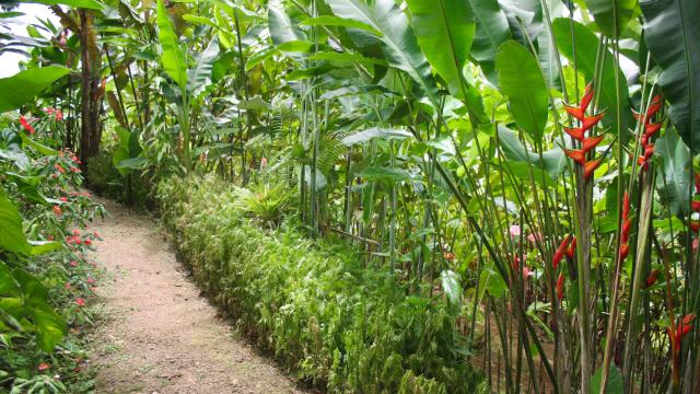 Tropical Garden Martinique