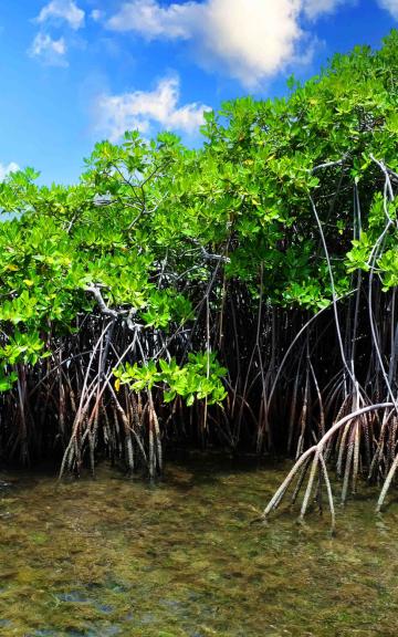 The Mangrove in Martinique