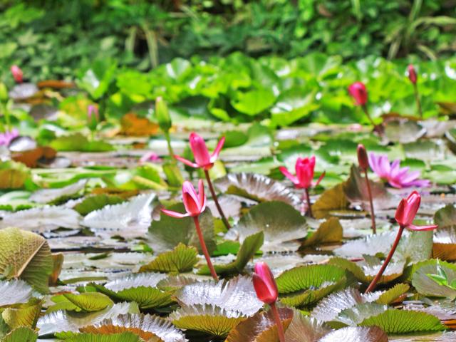 Nenuphar Ba Quatique Bassin Carbet Martinique