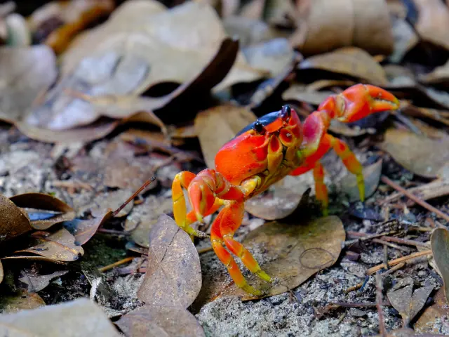 Crabe touloulou Plage des Salines Sainte-Anne Martinique