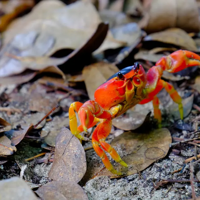 Crab touloulou Beach of Salines Sainte-Anne Martinique