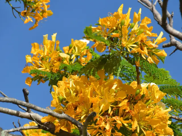 Flamboyant Jaune Fleur Martinique