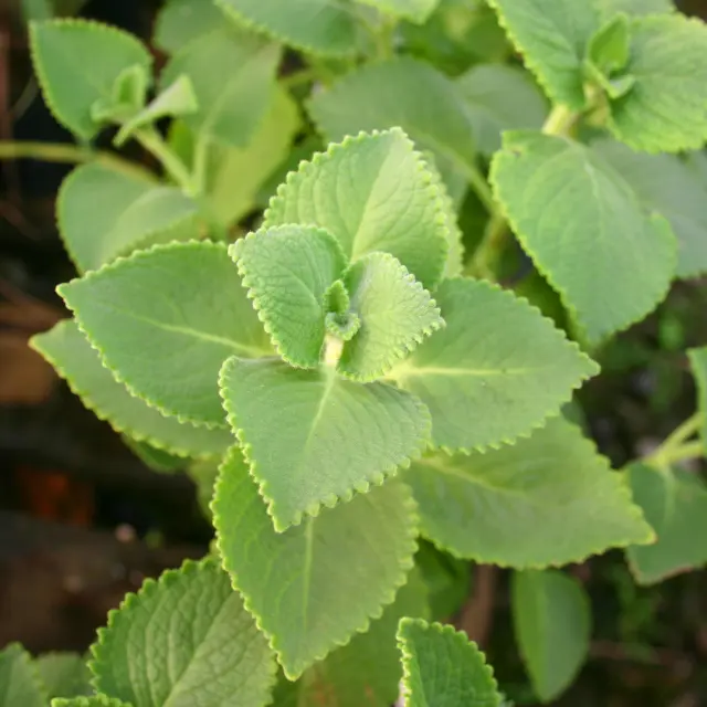 Gros thym Épice Martinique