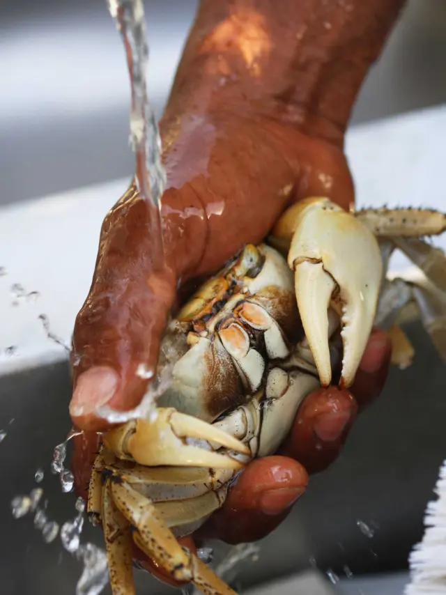 Crabe Tradition Martinique