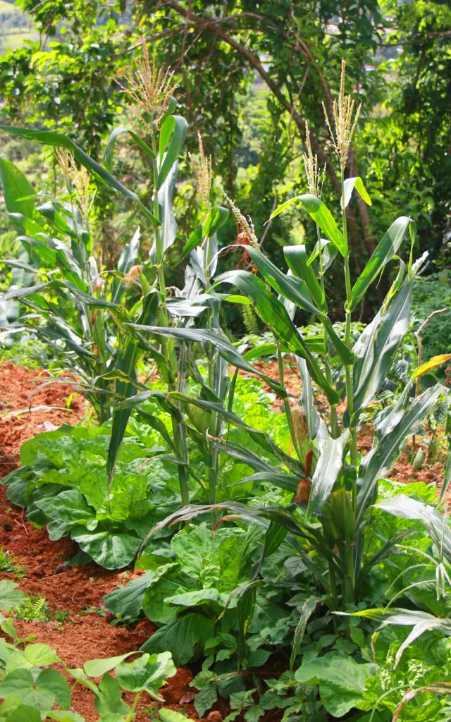 Traditional creole garden Cabbage Corn Martinique