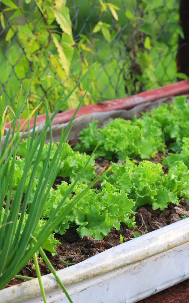 Potager Jardin créole Laitue Oignon pays Martinique