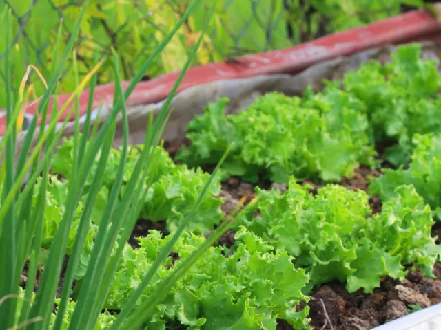 Potager Jardin créole Laitue Oignon pays Martinique