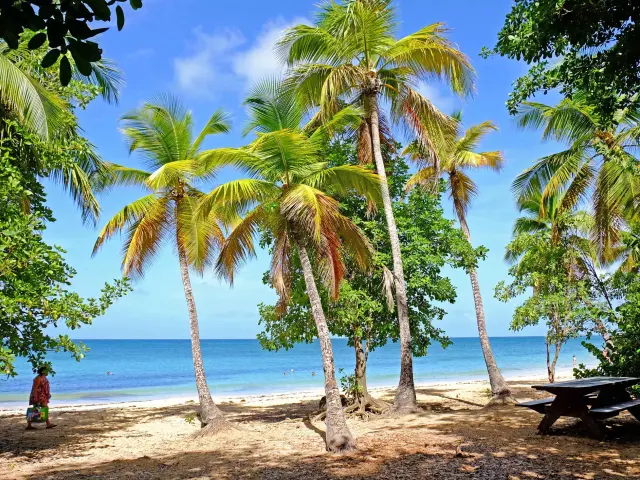 Plage des Salines Cocotiers Sainte-Anne Martinique