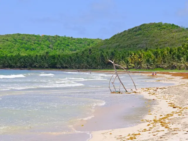 Plage Grand Macabou Vauclin Martinique