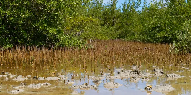 Mangrove Palétuvier Martinique
